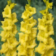 25 Gladiolen (geel) (leverbaar van jan-jun)